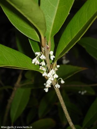 Osmanthus armatus - sweet olive