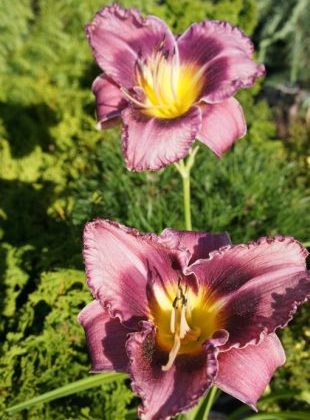 Hemerocallis 'Forgotten dreams' - denivka