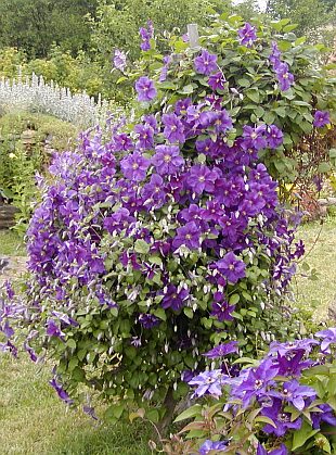 Plaménky potřebují kyprou a hlubokou půdu