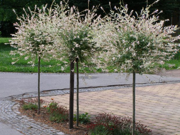 Stromy na kmínku: Salix integra 'Hakuro Nishiki' - japonská vrba celolistá 