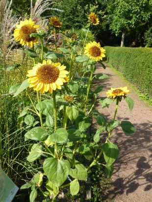 Slunečnice roční - Helianthus annuus Sonja