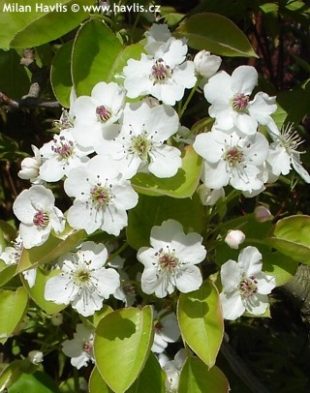 Pyrus calleryana 'Chanticleer' - hrušeň Calleryova Pyrus calleryana 'Chanticleer' - hrušeň Calleryova