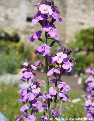 Erysimum 'Bowles mauve' - shrubby wallflower
