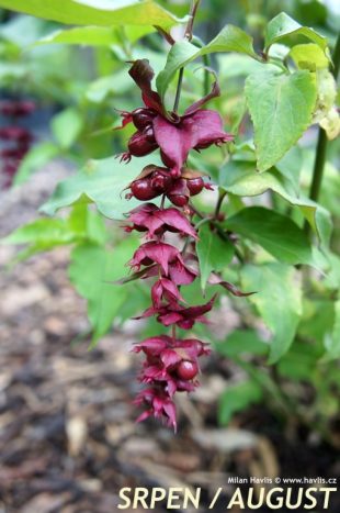 Leycesteria formosa 'Purple rain' - leycestérie krásná Leycesteria formosa 'Purple rain' - leycestérie krásná