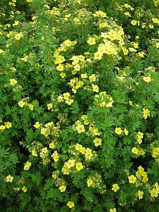 Potentilla fruticosa - Mochna křovitá Potentilla fruticosa - Mochna křovitá