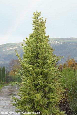 Cedrus libani 'Pyramidalis' - libanonský cedr