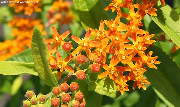 Asclepias tuberosa 'Orange' - klejcha hlíznatá
