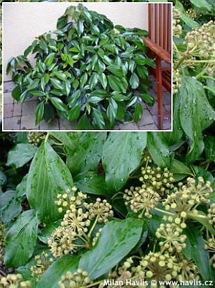 Hedera colchica 'Fall Favourite' - břečťan kavkazský
