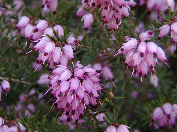 Erica carnea - vresovec mäsový