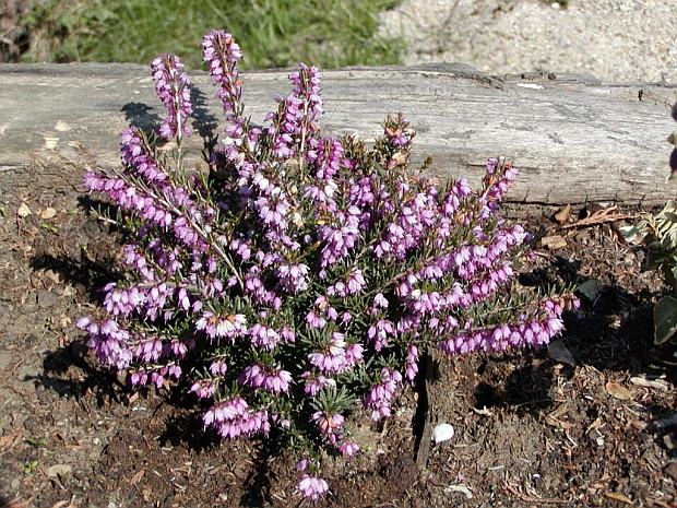 Erica carnea - vresovec mäsový