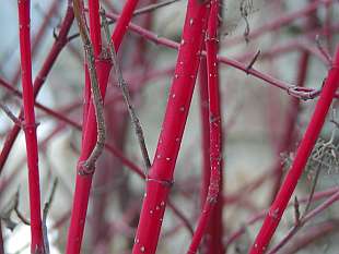 Cornus alba Sibirica