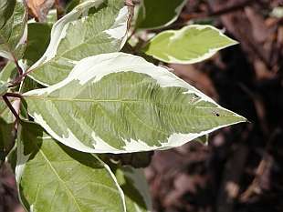 Cornus alba Elegantissima