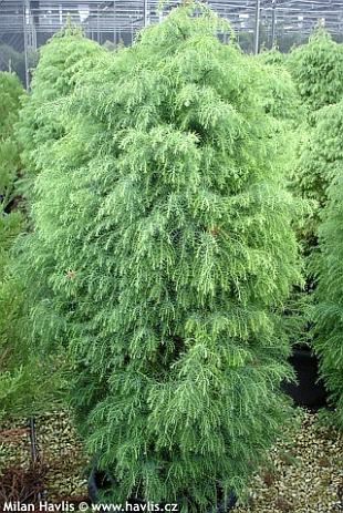 Cryptomeria japonica 'Elegans viridis' - Japanese cedar Cryptomeria japonica 'Elegans viridis' - Japanese cedar
