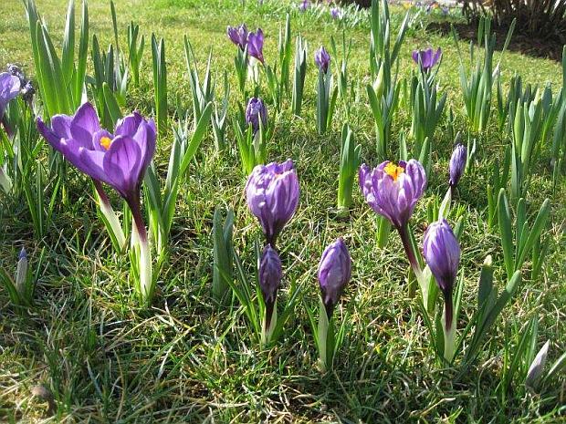 Rozkvetlá louka pomocí drobných cibulovin