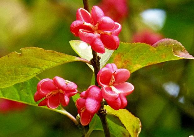 Balkonová zeleň s minimem péče: Brslen Balkonová zeleň s minimem péče: Brslen