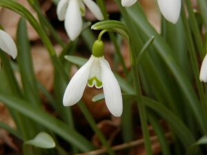 Galanthus nivalis