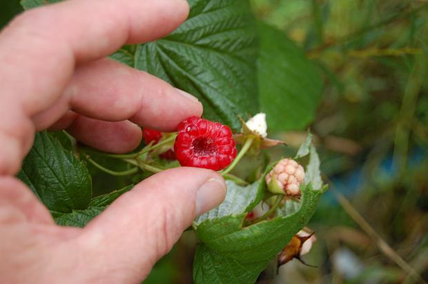 Ovoce - konečně sklízíme: maliny, foto 1