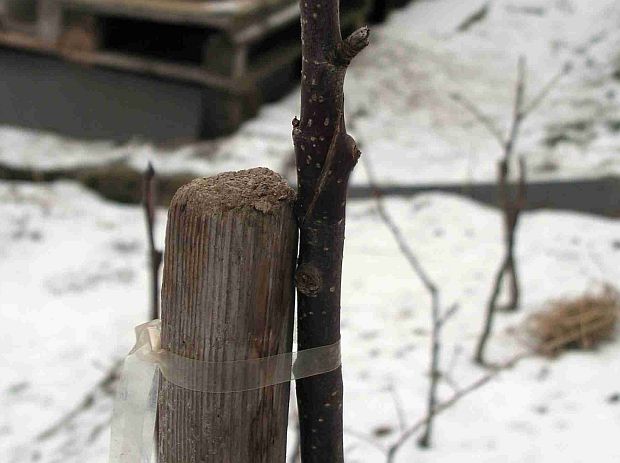 Roubování: Plátování, foto 3