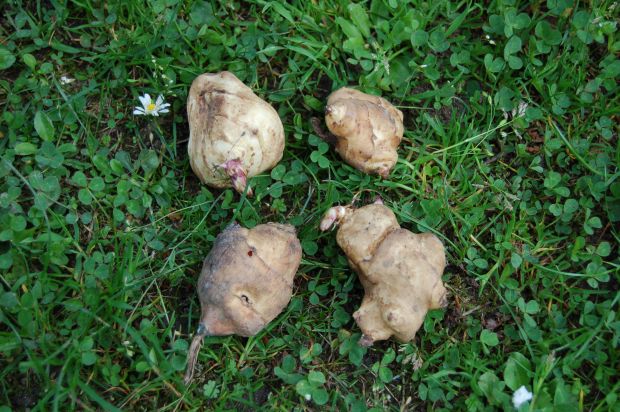 Helianthus tuberosus: Sadba 12.5. 2010 Helianthus tuberosus: Sadba 12.5. 2010