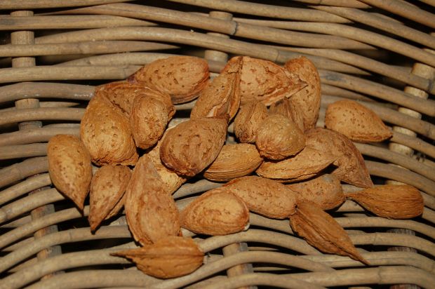 Amygdalus communis - mandloň obecná: sladkoplodá krajová