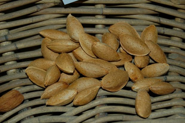 Amygdalus communis - mandloň obecná Varna