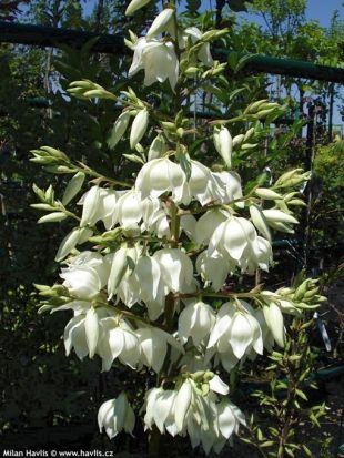 Yucca filamentosa 'Bright edge' - juka vláknitá