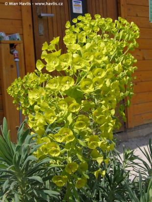 Euphorbia characias ssp. wulfenii - Mediterranean spurge