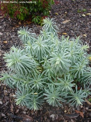 Euphorbia characias ssp. wulfenii - Mediterranean spurge