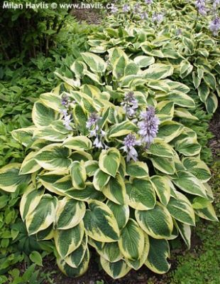 Hosta 'Brim Cup' - plantain lily