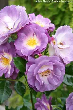 Rosa 'Pejamblu' - růže polyantka Rosa 'Pejamblu' - růže polyantka