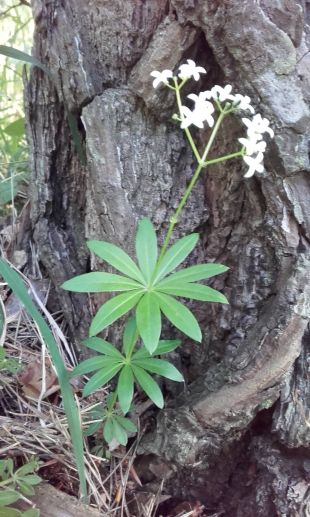 Galium odoratum - lipkavec marinkový (MONIKAOFF)