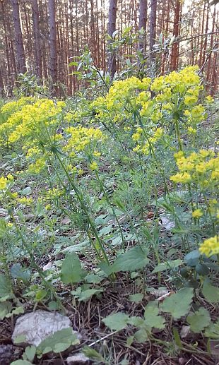 Euphorbia cyparissias - mliečnik chvojkový (MONIKAOFF)