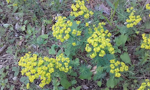 Euphorbia cyparissias - mliečnik chvojkový (MONIKAOFF)