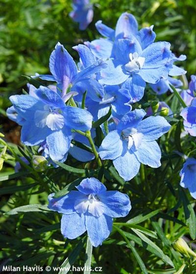Delphinium grandiflorum 'Summer blues' - ostrožka, stračka Delphinium grandiflorum 'Summer blues' - ostrožka, stračka