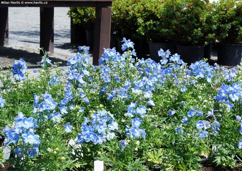 Delphinium grandiflorum 'Summer blues' - ostrožka, stračka Delphinium grandiflorum 'Summer blues' - ostrožka, stračka