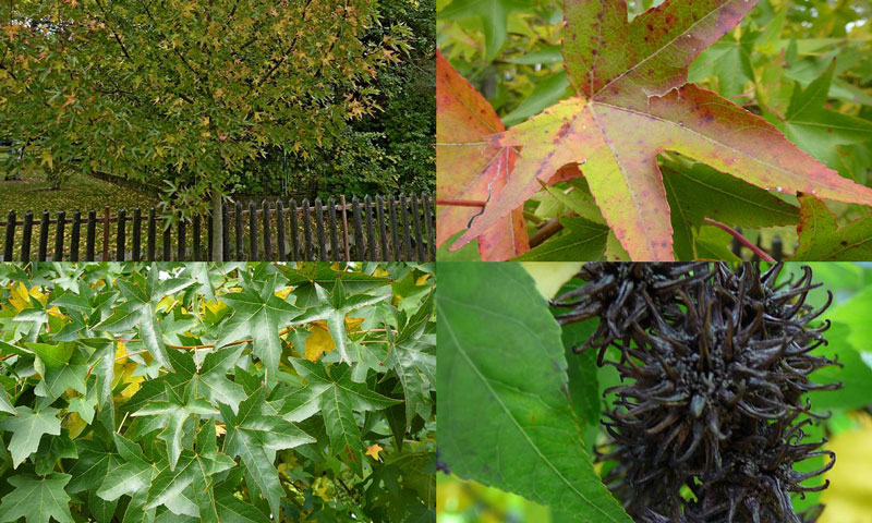 Liquidambar styraciflua - ambrowiec balsamiczny