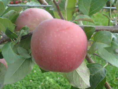 Jablone - akú jabloň do záhrady: Fuji (KOHAPLANT)