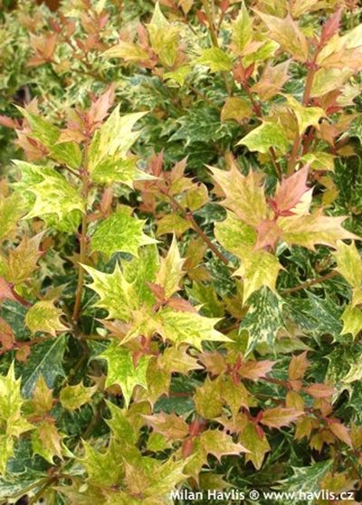 Osmanthus heterophyllus 'Tricolor' - holly osmanthus