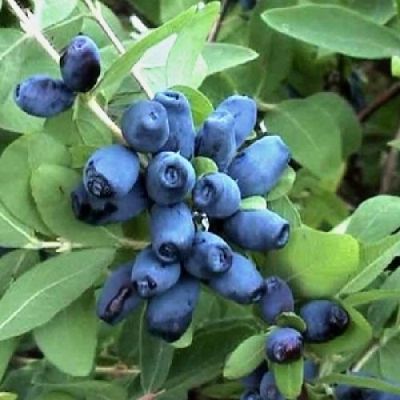 Lonicera kamtschatica 'Čeljabinka' - zimolez kamčatský Lonicera kamtschatica 'Čeljabinka' - zimolez kamčatský