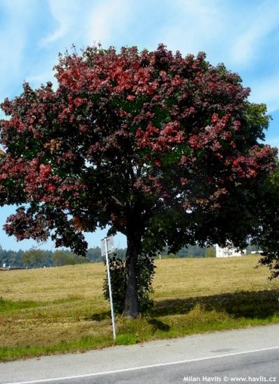Acer pseudoplatanus 'Atropurpureum' - javor klen