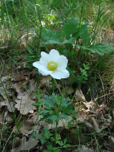 Anemone sylvestris - sasanka lesní