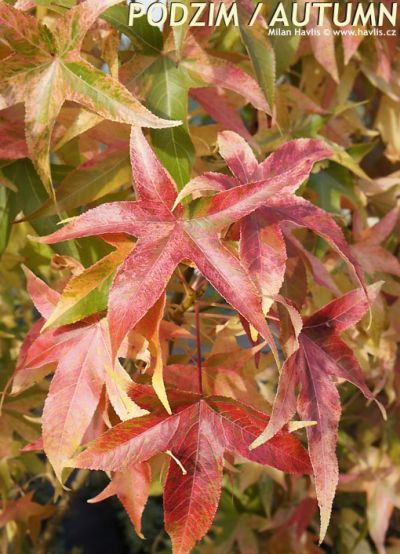 Liquidambar styraciflua 'Aurea' - sweetgum