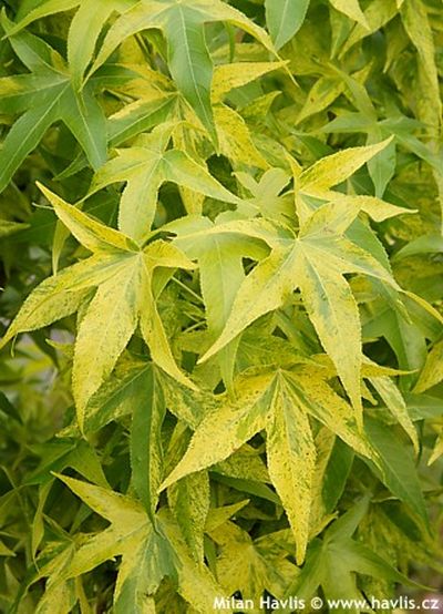Liquidambar styraciflua 'Aurea' - sweetgum