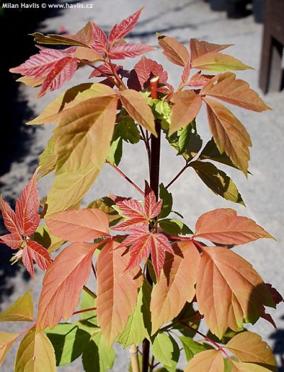 Acer negundo 'Sensation' - javor jasanolistý