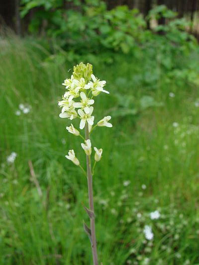 Arabis glabra - huseník lysý