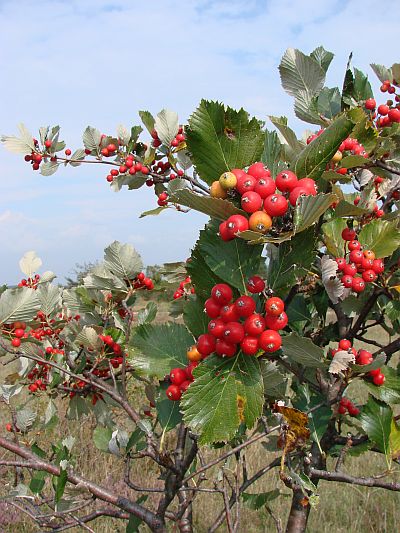 Sorbus aria - jeřáb muk: plody