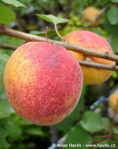 Prunus armeniaca 'Bergeron' - meruňka
