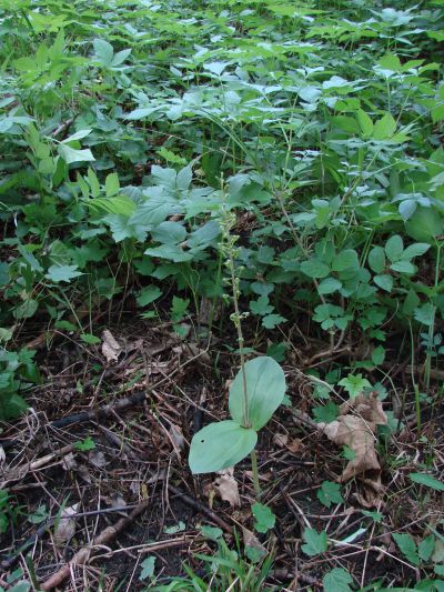 Listera ovata - bradáček večitý