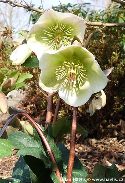 Helleborus 'Molly’s white' - čemeřice Helleborus 'Molly’s white' - čemeřice