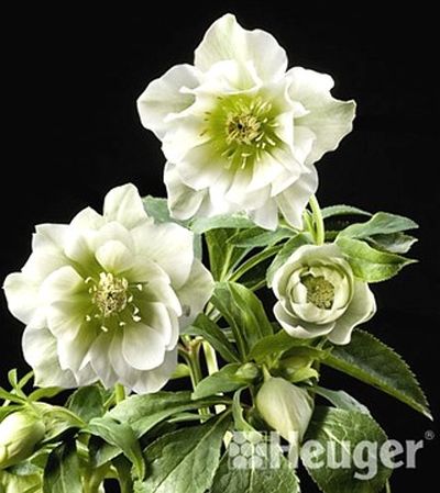 Helleborus 'SP Martha' - hellebore, Lenten rose Helleborus 'SP Martha' - hellebore, Lenten rose